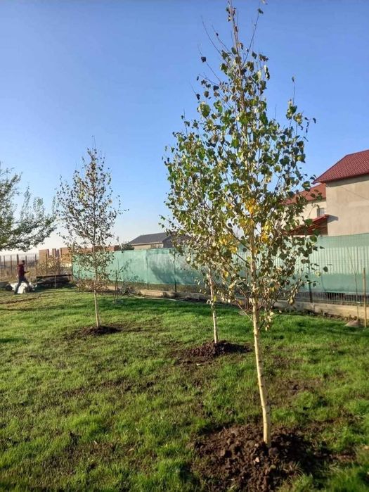 Arțar, Platan, Carpen | Arbori la Balot | Vedere Live Video