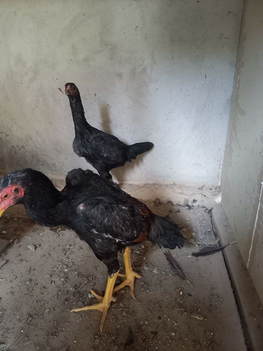 Жужала сотилади жуп