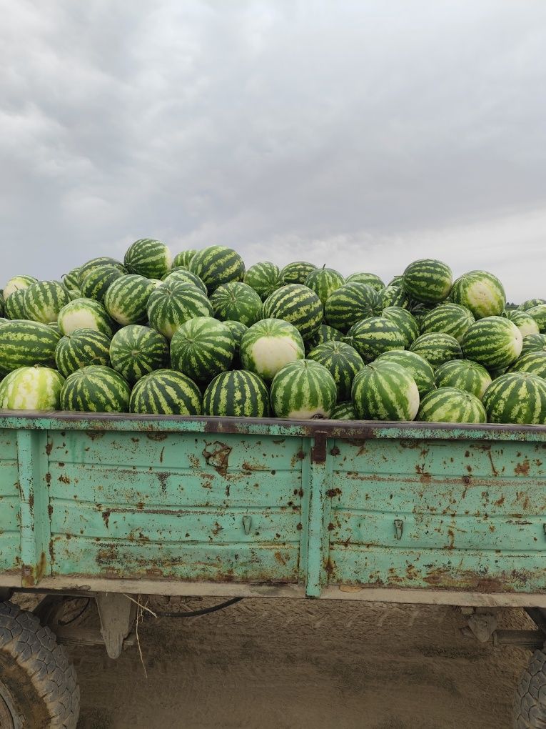 Продам Арбуз оптом