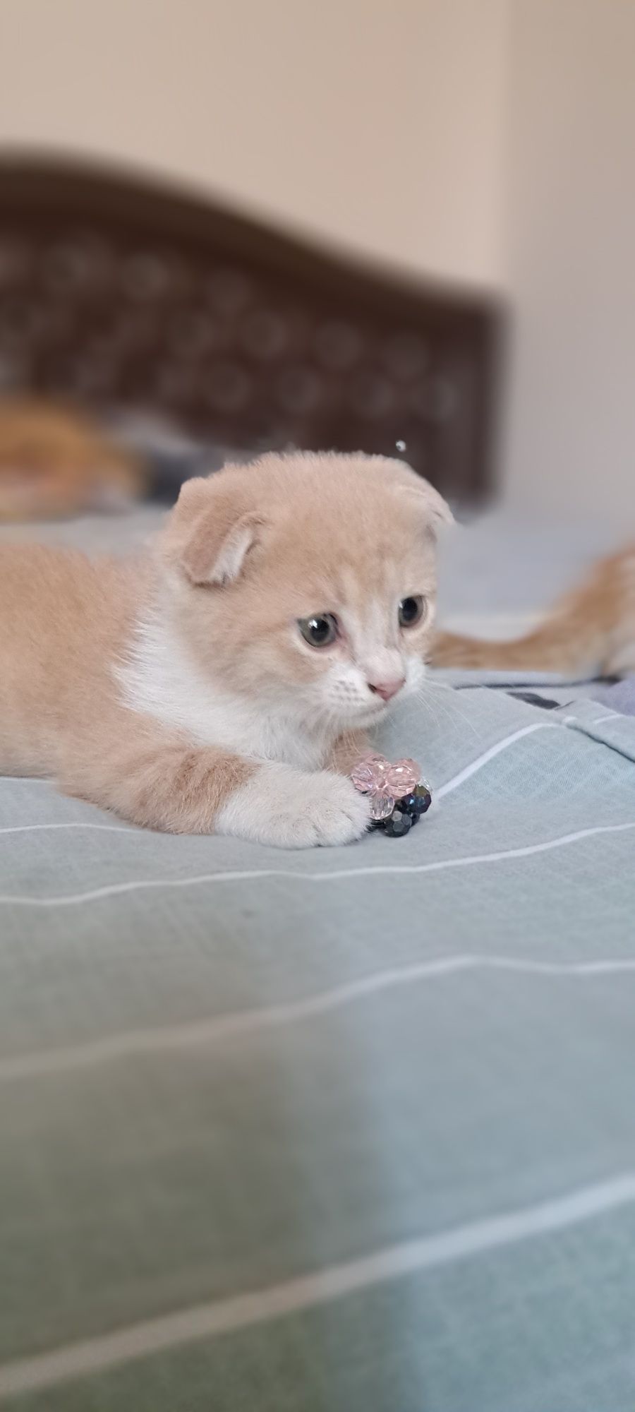 продаются котенки вислоухие и породистые
