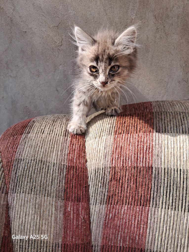 кошка или котята