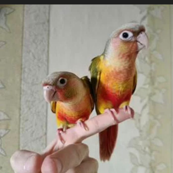 Продаются птенцы Ананасовой Пирруры.