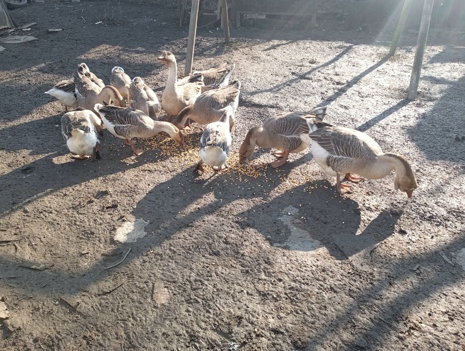 12 gâscă de vânzare