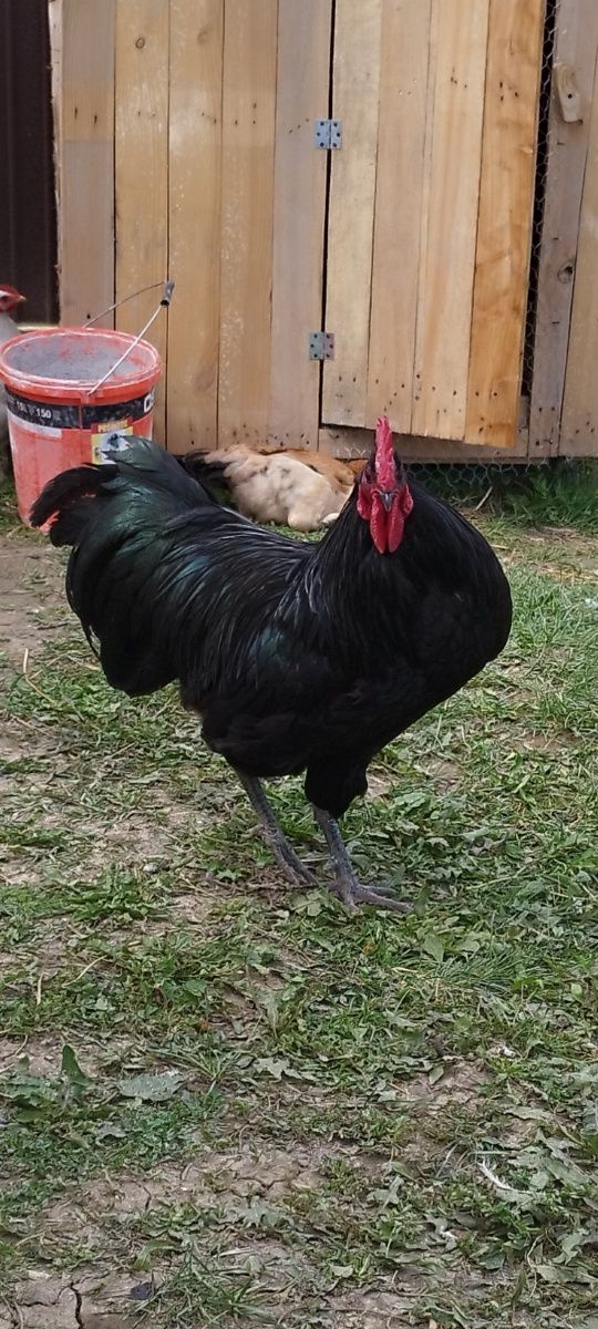 Cocos australorp tanar