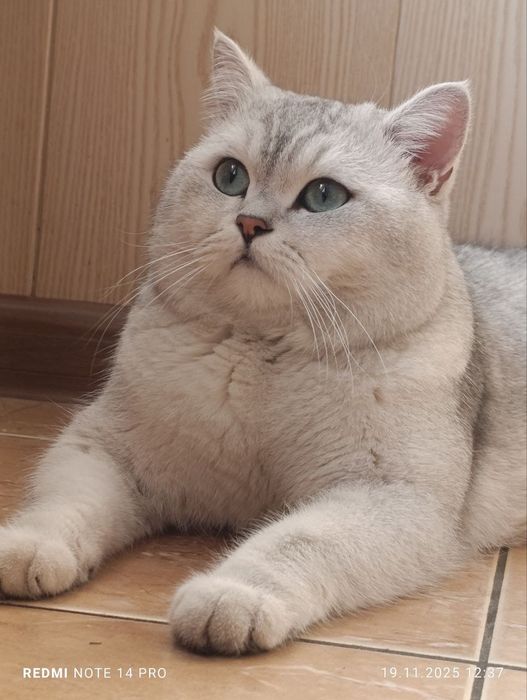 VYAZKA Arni qiz mushuklarni taklif qiladi