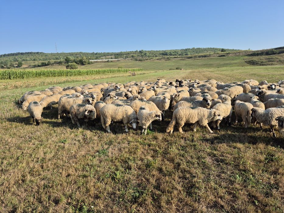 de vanzare oi si miei