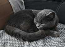 Motan British shorthair
