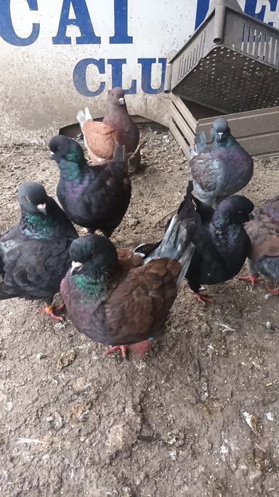 Kingi linie noua si pauni