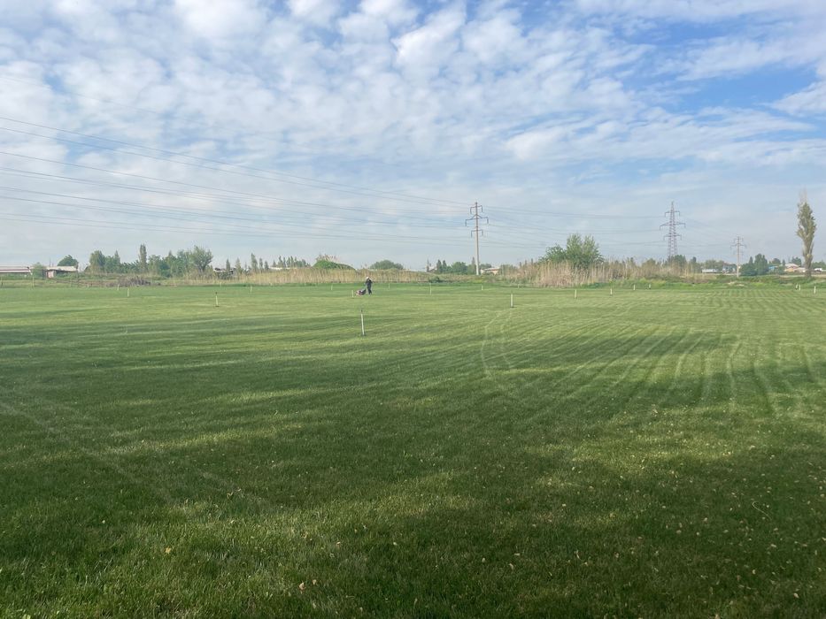 Газоны рулонный оптовая цена