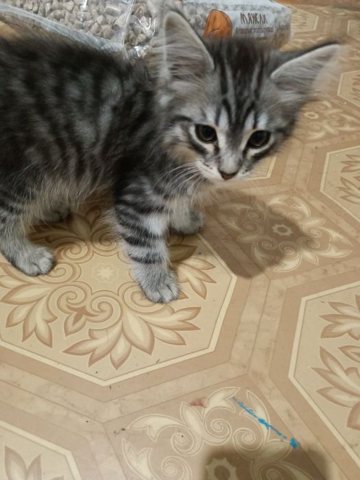Отдам в добрые руки котят. 4 мальчик и 1 девочка .