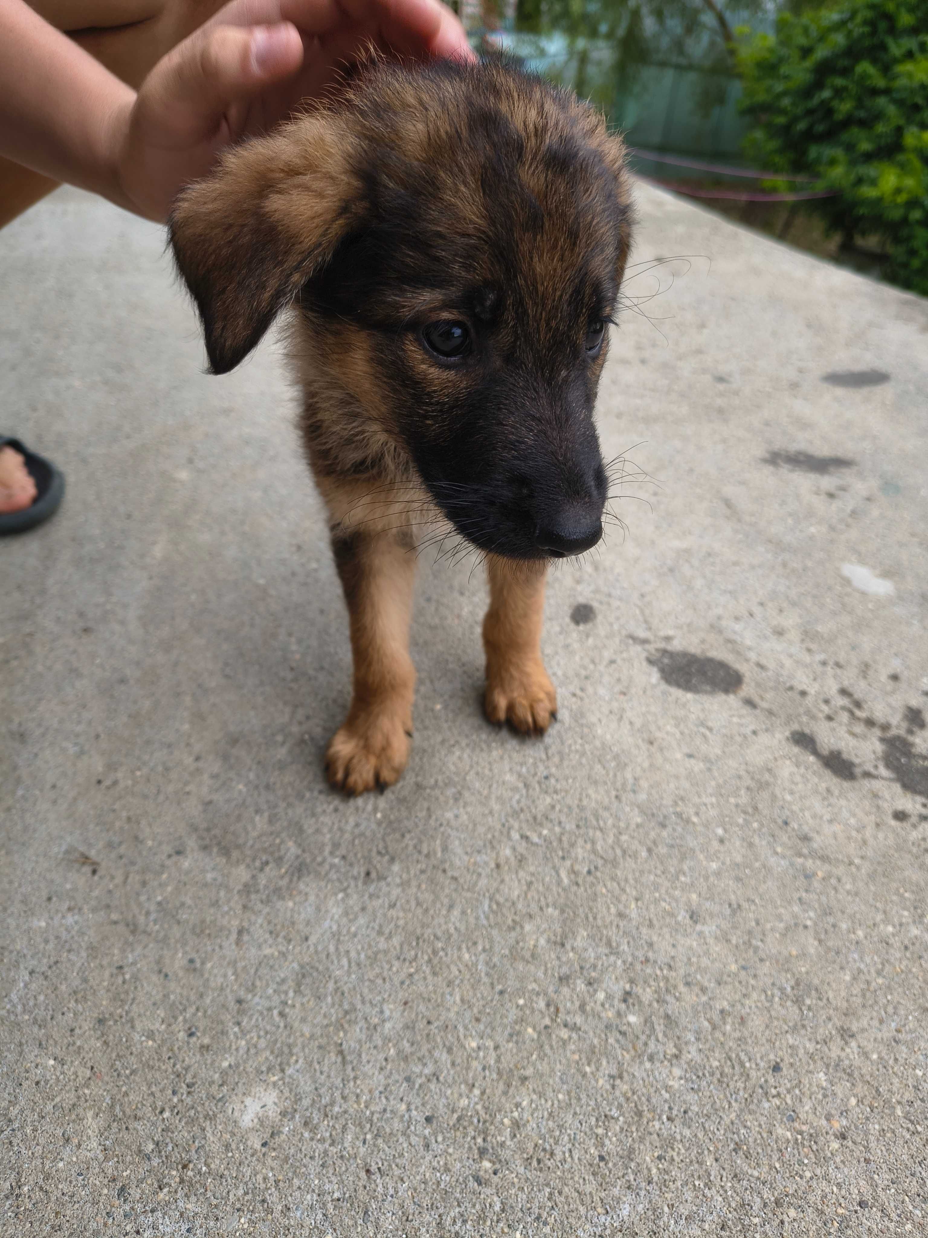Cățeluș spre adoptie