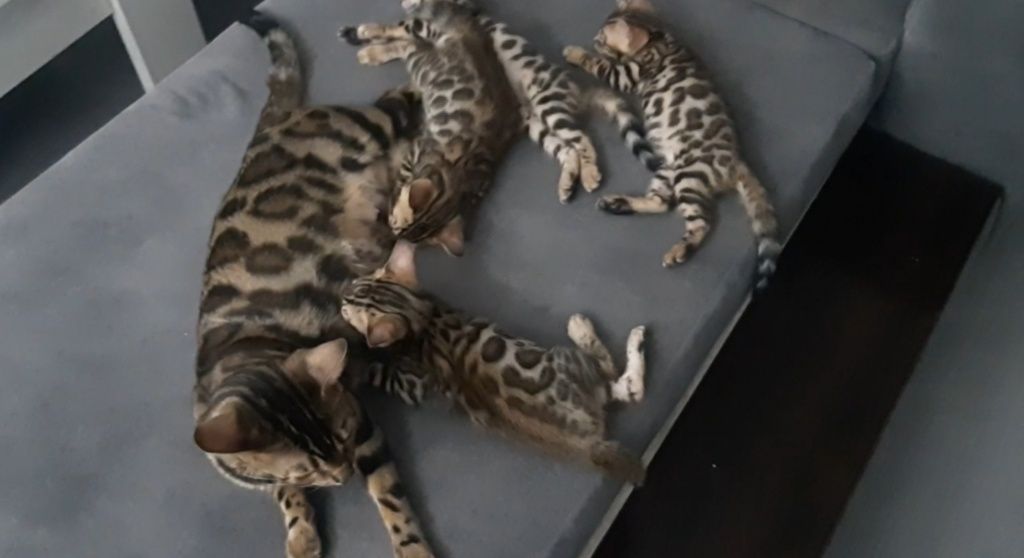 Бенгальская Короливский