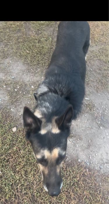 Овчарка…………………….