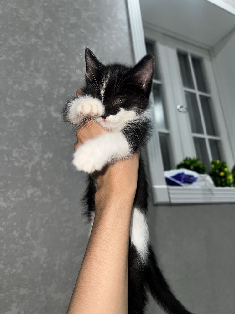 Кошки домашние 3