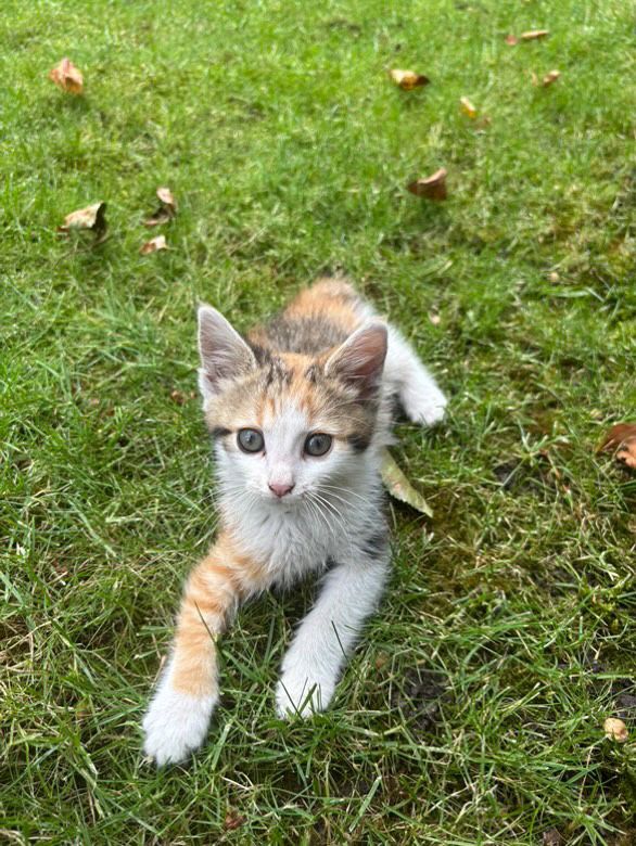 Подарявам Женски Котки на 2месеца