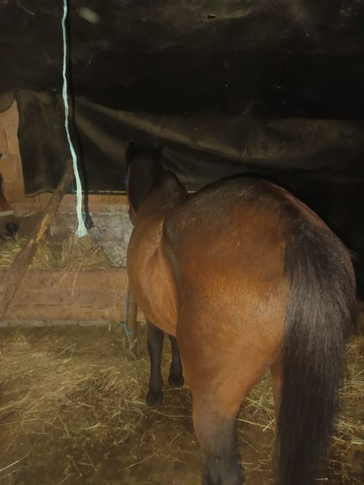 Vând iapa de vânzare are 10ani