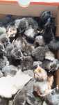 Pui de australorp și araucana tineret