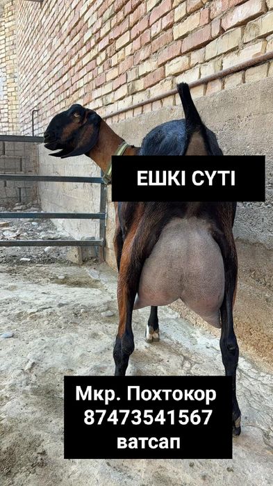 Молоко Англо-Нубийской породы