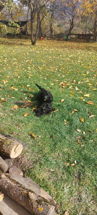 Cățelușe spre adoptie