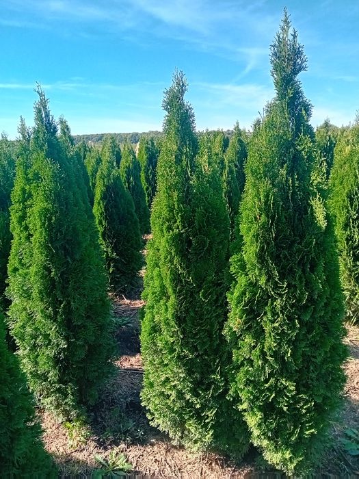 Vând tuia thuja smaragd calitate extra