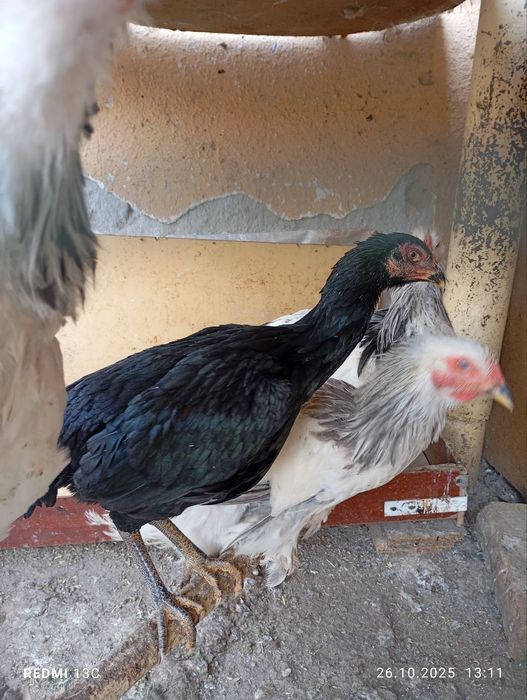 Brama Tovuq va Xorozlar sotiladi