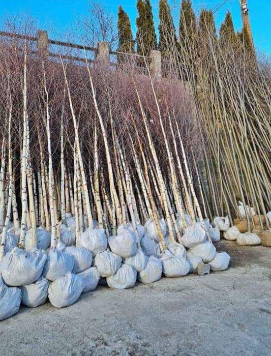 Vând plante tuia thuja smaragd Chiparos leylandi