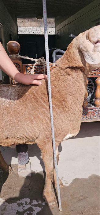 Qo‘y sotiladi so‘yishga boqishga