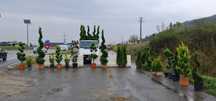 Tuia/mesteacan/Leylandii/magnolia
