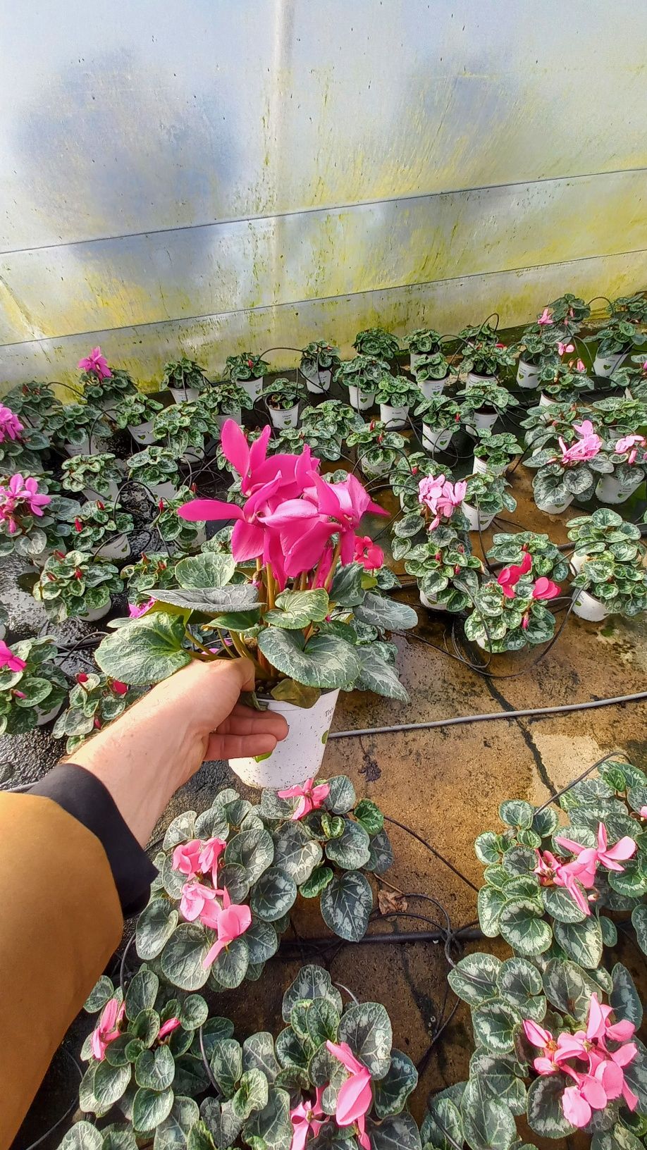 Cyclamen si zambila devenzare