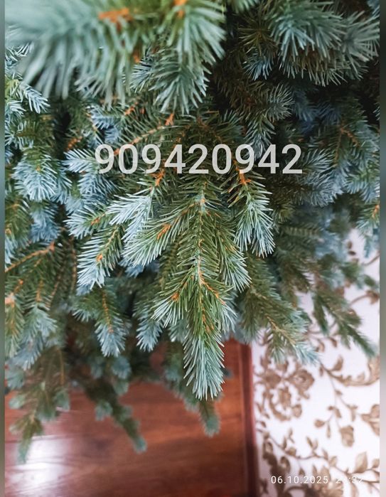 Ёлка люкс. Голубая ель.  Импорт для Европы.  Бесплатная доставка.