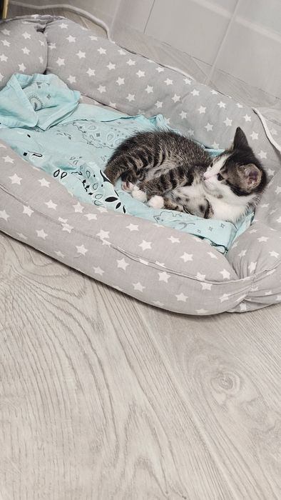 Отдадим Котёнка в добрый руки