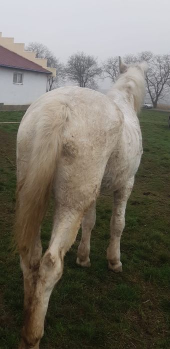 Vând iapă de lucru