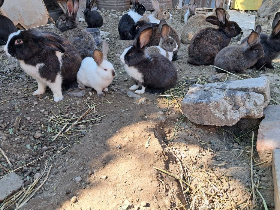 Iepuri de casa negri si albi