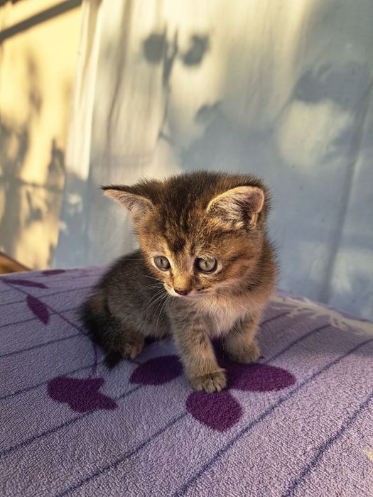 Mushuk sotiladi 2 ta