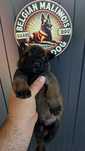 Ciobănesc belgian malinois cu pedigree