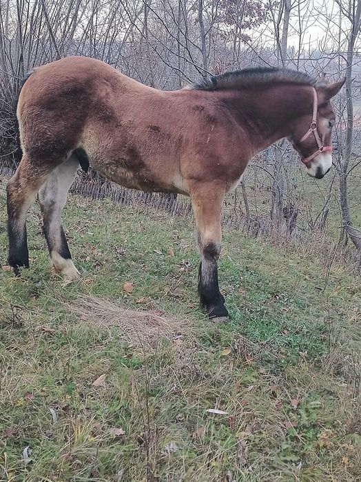 Vând mânz de 5 luni!