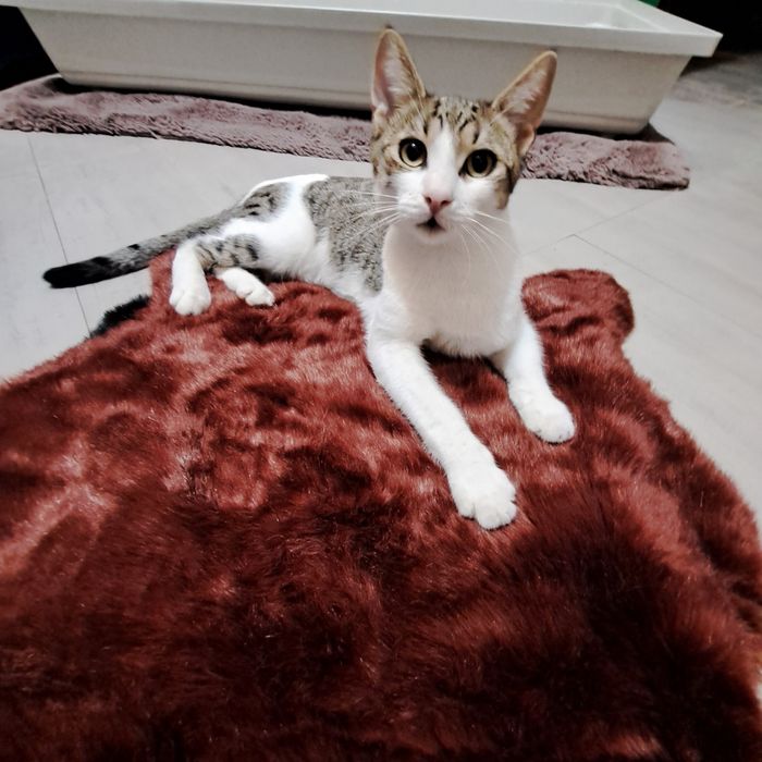 Adoptie pisica motan vargat Aladin