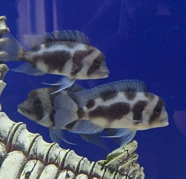 Продам рыб фронтоз