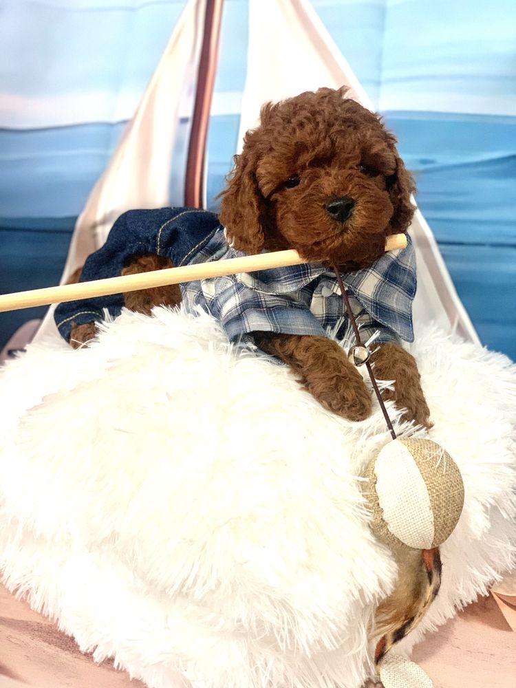 Пудел той Poodle toy “red” с родословие Елитна кръвна линия