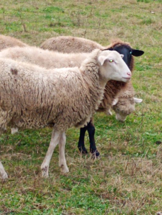 Vând oaie tânără