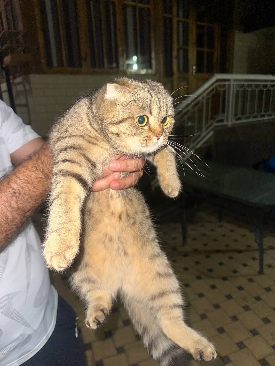 Scottish fold mushuk