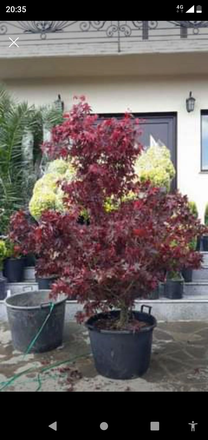 Vând și livrez plante ornamentale