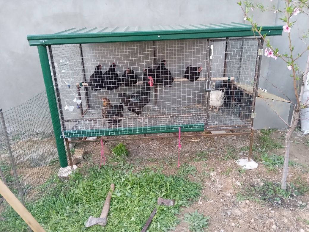 Quyon va tovuq qafas sotiladi