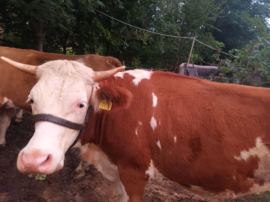 Vând 2 juninci gestante