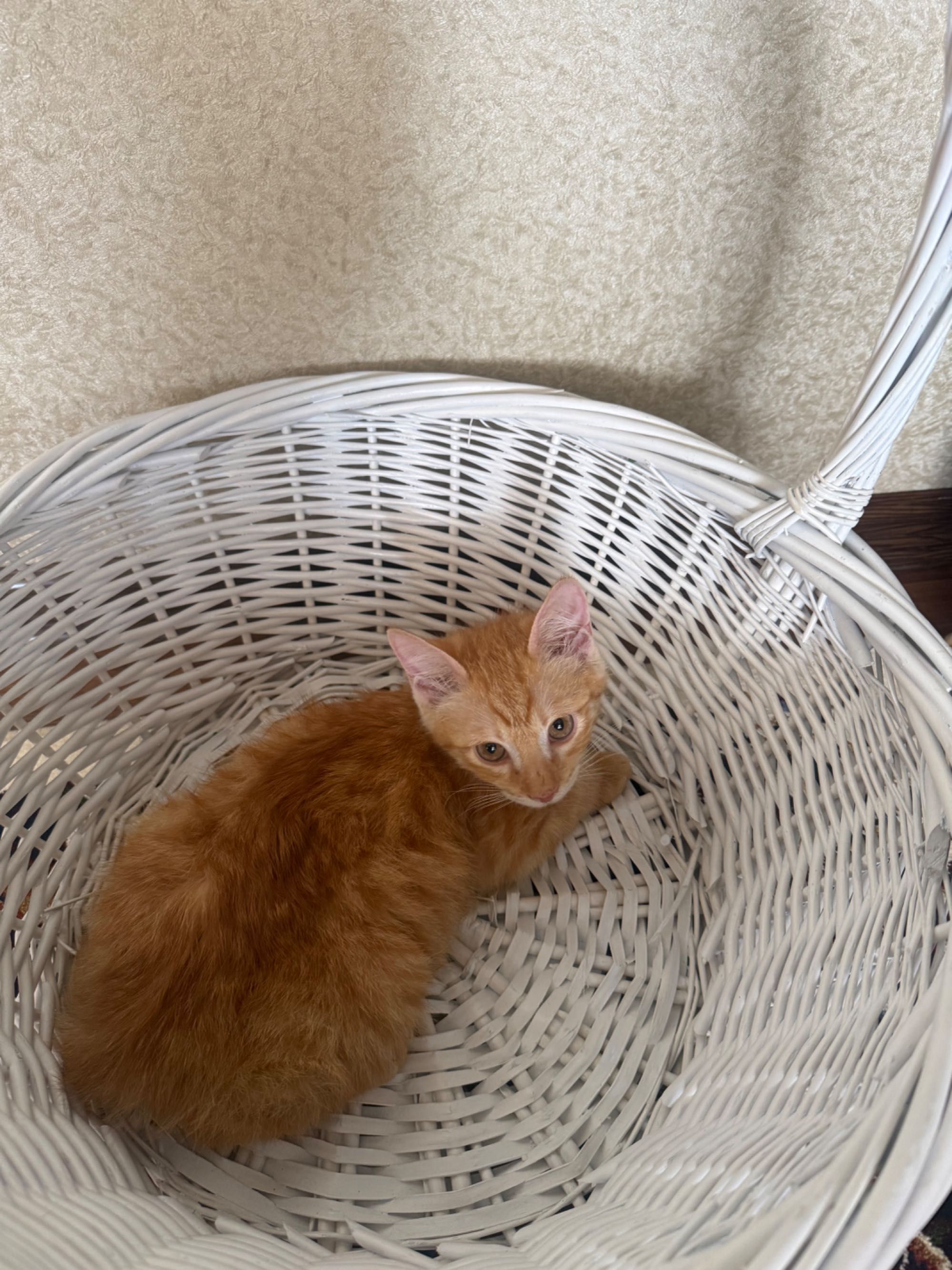 Рыжий маленький котик