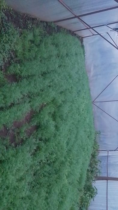 Marar verde bio proaspat