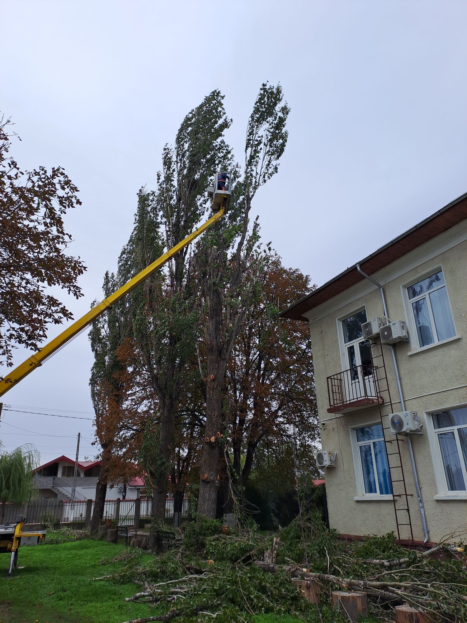 Tăiere Arbori/Alpinism Utilitar/Toaletare/Rapid și Ieftin.