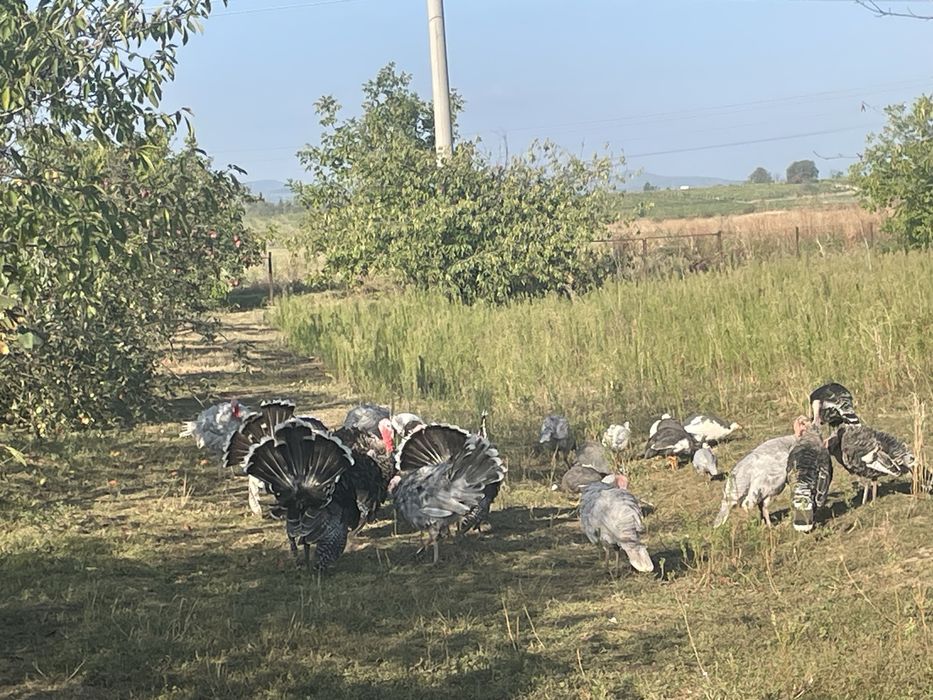 Disponibili curci si curcani