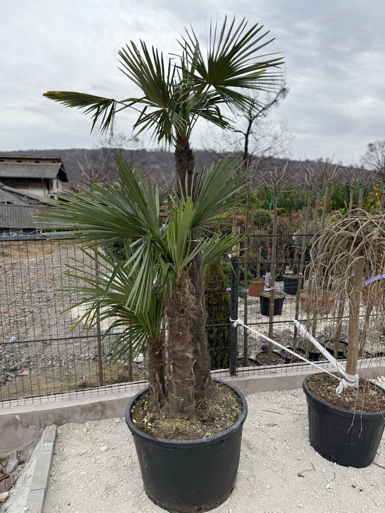 Vând plante ornamentale calitate extra