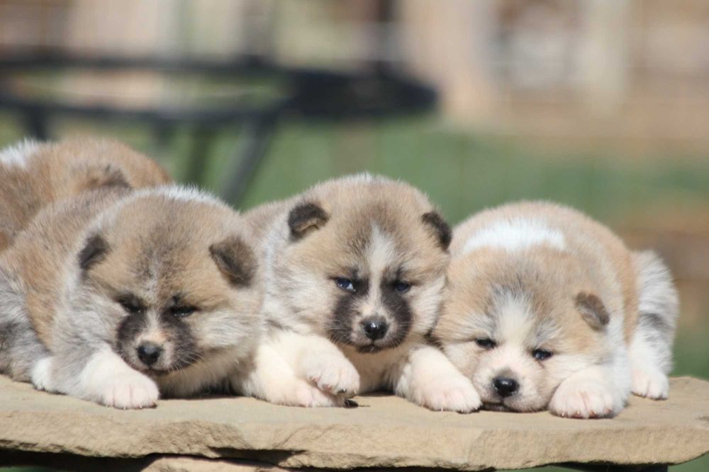 Акита ину - бебета